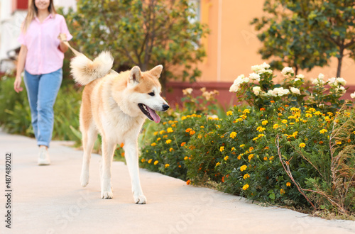 Cute Akita Inu dog with own...