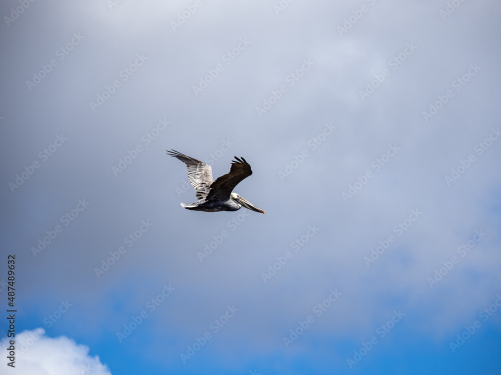 A large brown pelican flying against a blue sky with clouds. A large brown pelican flying against a blue sky with clouds.