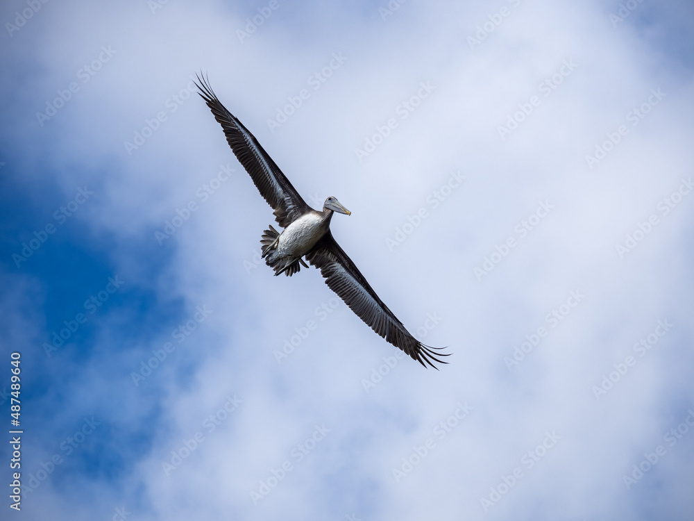 A large brown pelican flying against a blue sky with clouds. A large brown pelican flying against a blue sky with clouds.