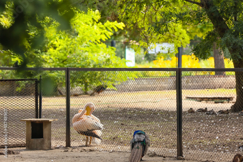 Pelican and peacock in zool...