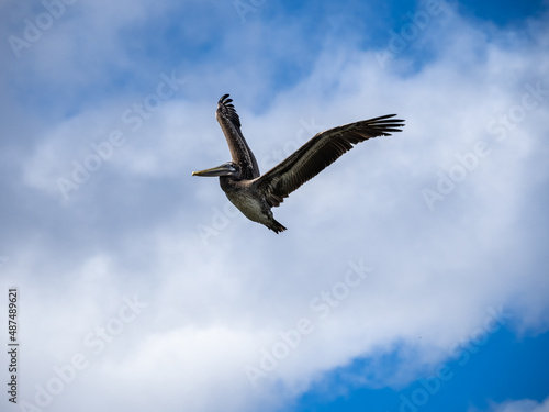 A large brown pelican flying against a blue sky with clouds.