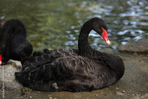 Beautiful black swan in zoological garden