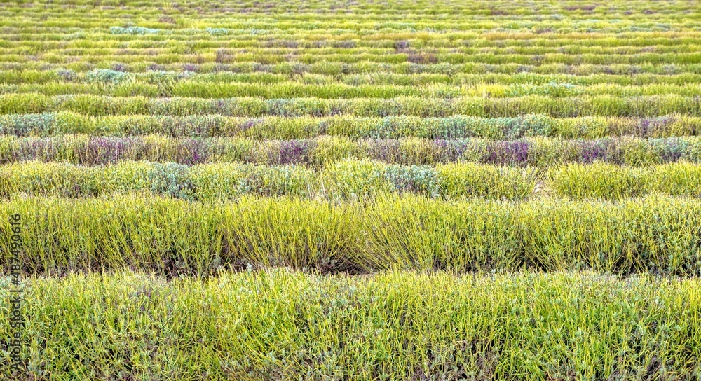 Selective focus on front rows of lavender plants (Lavandula angustifolia) in a commercial field after harvesting, fading to blurred background, in Provence, France. Selective focus on front rows of lavender plants (Lavandula angustifolia) in a commercial field after harvesting, fading to blurred background, in Provence, France.