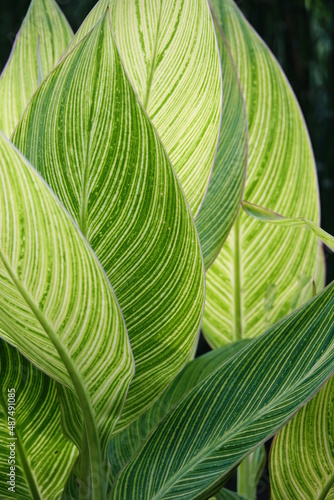 water canna leaves in the sunlight