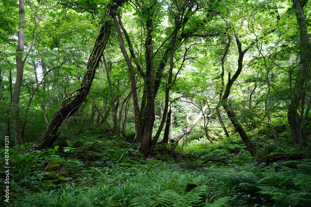 wild spring forest with fern and old trees wild spring forest with fern and old trees