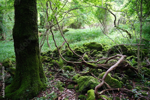 mossy rocks and fern in dense spring forest © SooHyun