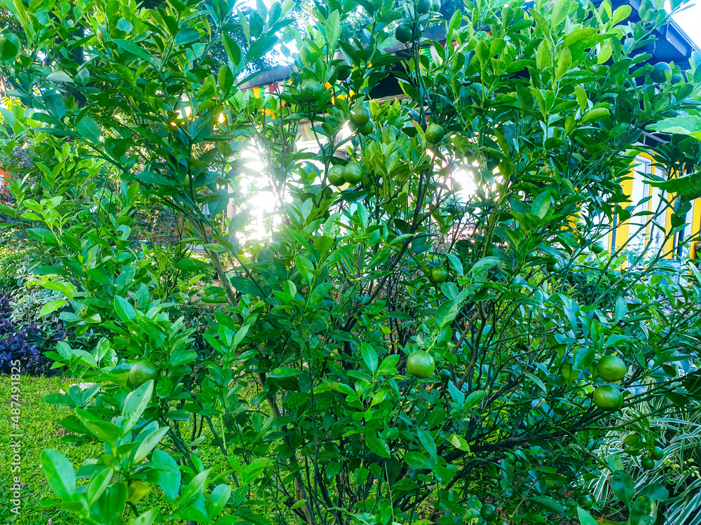 Lemon fruits on the trees background