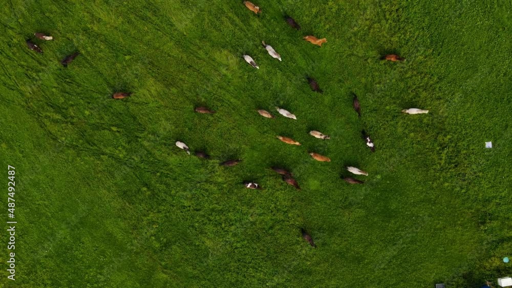 Aerial view over cows running on green meadows in Lofoten, Norway - overhead, drone shot Aerial view over cows running on green meadows in Lofoten, Norway - overhead, drone shot