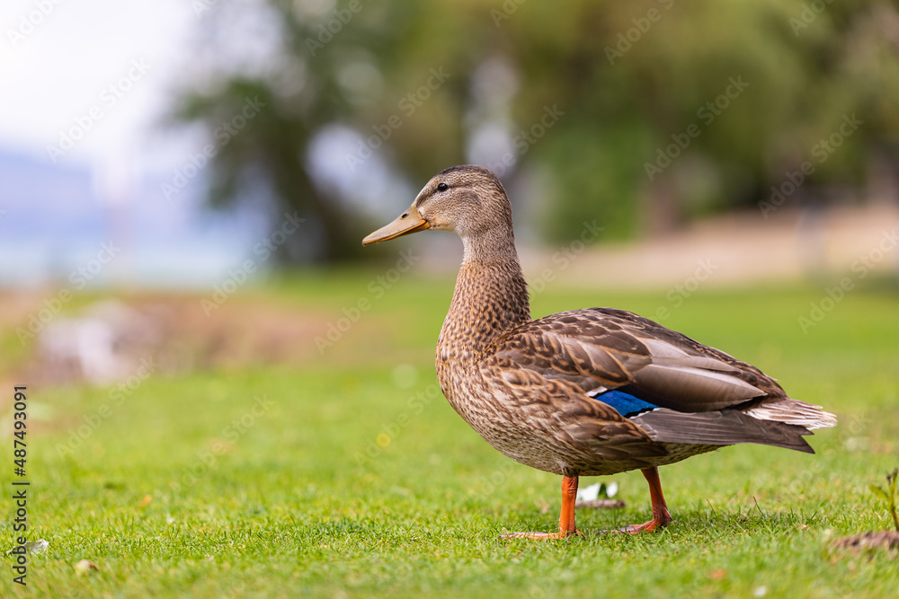 Duck in the park by the lake or river. Nature wildlife mallard duck on a green grass Duck in the park by the lake or river. Nature wildlife mallard duck on a green grass