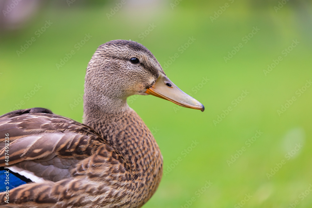 Duck in the park by the lake or river. Nature wildlife mallard duck on a green grass Duck in the park by the lake or river. Nature wildlife mallard duck on a green grass