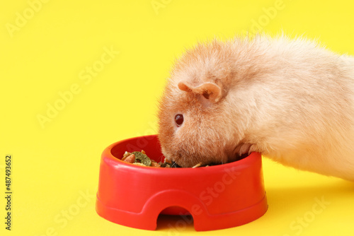 Funny Guinea pig eating foo...