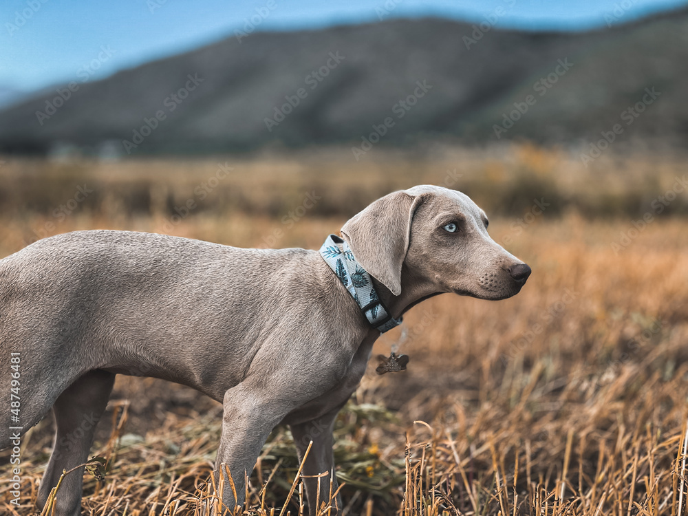 Puppy weimaraner on a rural field