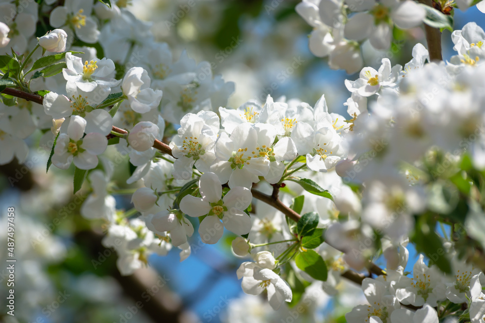 Spring apple tree flowers and blue sky.