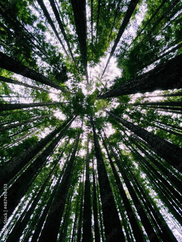 A vertical shot of tall trees with lush green leaves in the woods