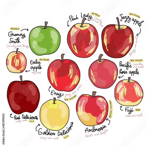 Apple variety types vector illustration