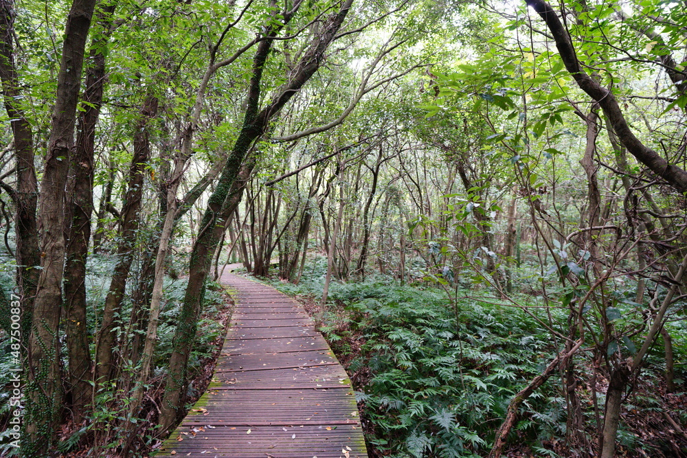 fine boardwalk in mossy forest fine boardwalk in mossy forest