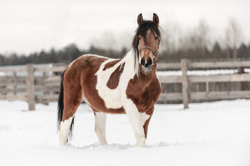 Foto auf Leinwand Pferde Piebald-Pferd im russischen Dorf im Winter auf dem Schnee  © Кира Чиликина