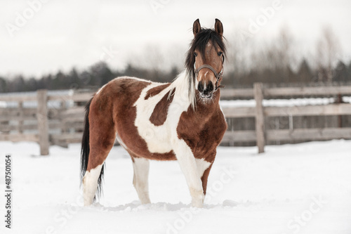 Piebald horse in the Russian village in the winter on the snow