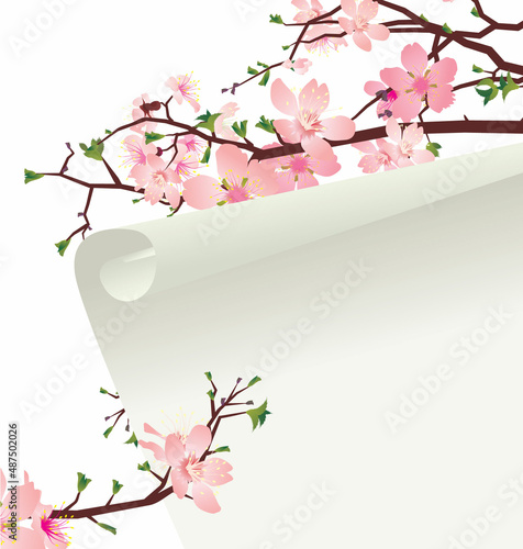 sakura blossom