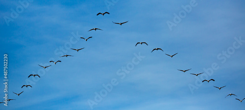 Bird migration, group of cranes flying high up in blue sky