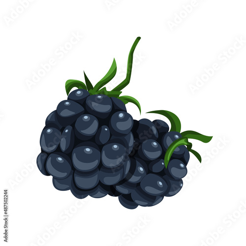 Blackberry. Garden juicy berry. Cartoon style illustration.