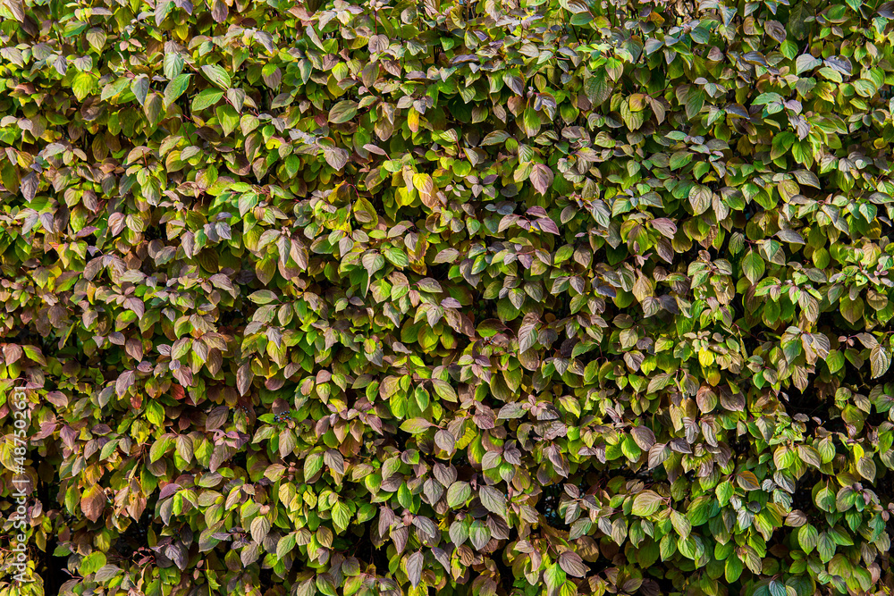 Green wall of leaves, landscaping greenery, living wall bush print Green wall of leaves, landscaping greenery, living wall bush print