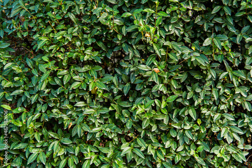 Green wall of leaves, landscaping greenery, living wall bush print