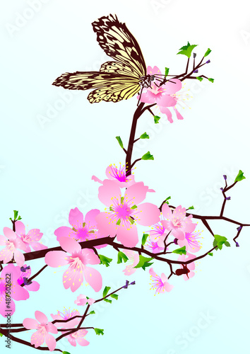 cherry blossom with butterfly © Cherju