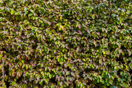 Green wall of leaves, landscaping greenery, living wall bush print