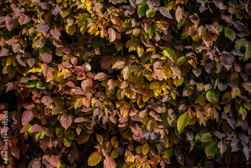 Green autumn leaf wall landscaping living wall bush print wild vine leaves