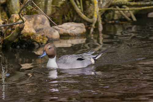 Pintail Duck Swimming on Pond photo