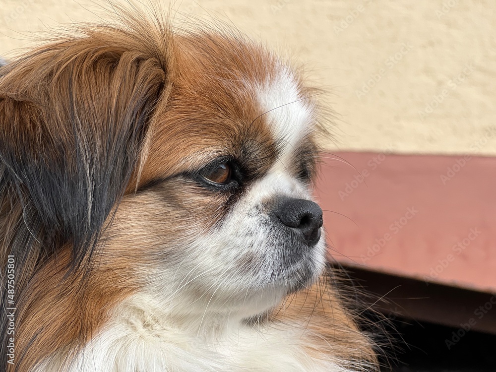 Kleiner Hund im Seitenprofil, Haustier, Tibet Spaniel, Tibetan Spaniel, Hündin, Fell, Hundeohren, Hundenase, Hundeaugen