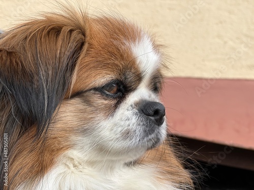 Canvastavla Kleiner Hund im Seitenprofil, Haustier, Tibet Spaniel, Tibetan Spaniel, Hündin,