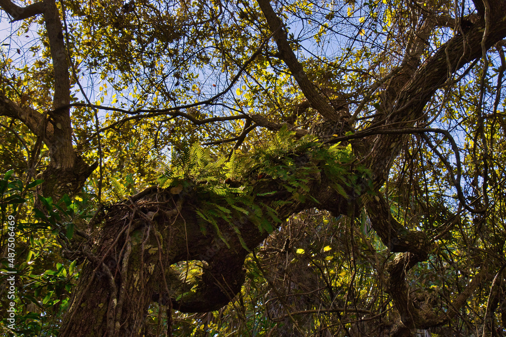 Fototapeta premium Hiking trail in Mangrove forest in Sebastian Inlet Stae Park Florida