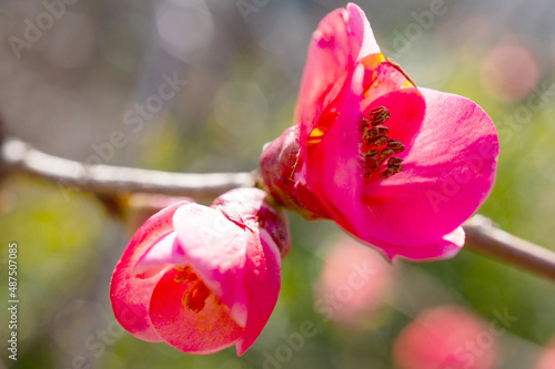 flowers, Spring blossom close-up, macro