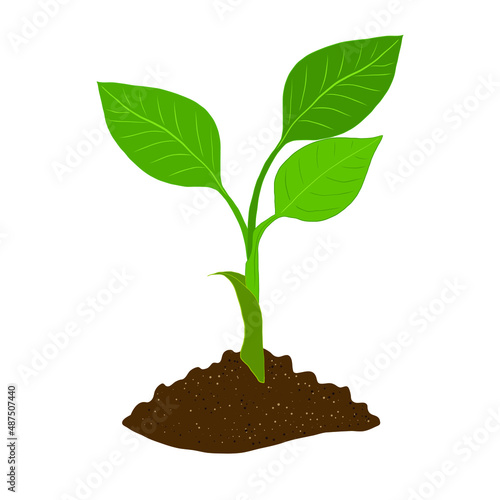 A green sprout grows isolated on a white background. A young seedling growing in the soil. The concept of garden and vegetable garden. Gardening.
