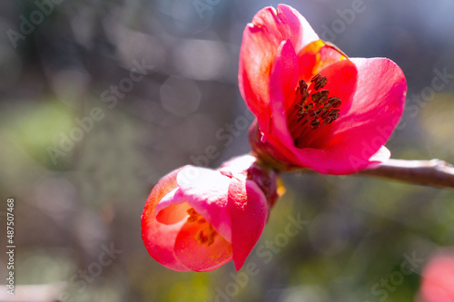 flowers, Spring blossom close-up, macro