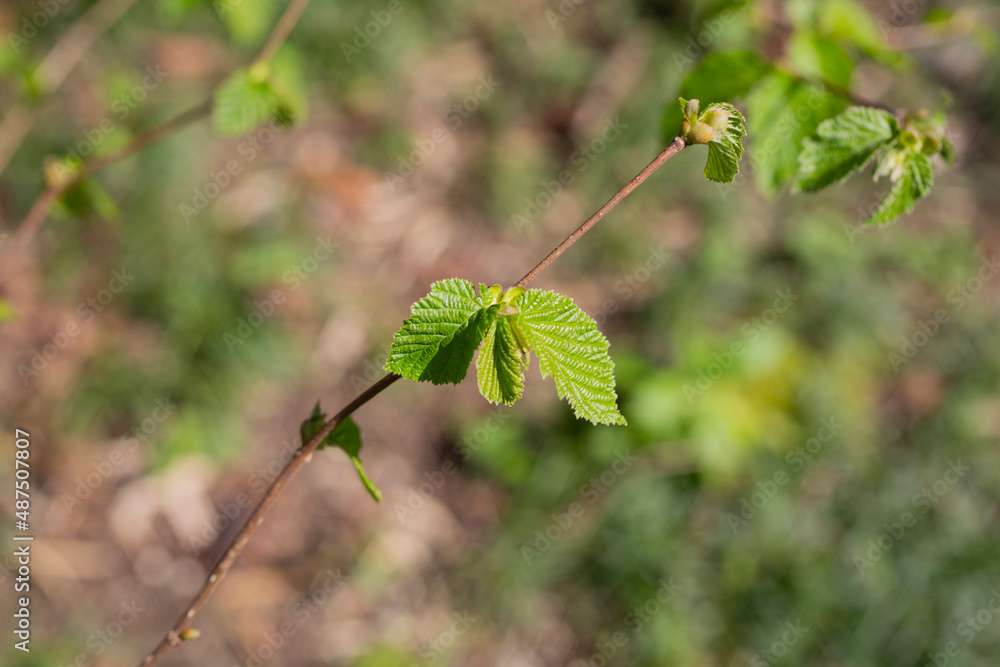 Young spring green Hazel leaves Corylus avellana on the branch of the tree on a sunny springtime evening with bright sunlight and transluscent structures close up Young spring green Hazel leaves Corylus avellana on the branch of the tree on a sunny springtime evening with bright sunlight and transluscent structures close up