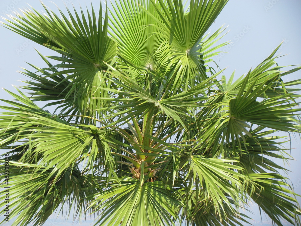 Fototapeta premium palm tree