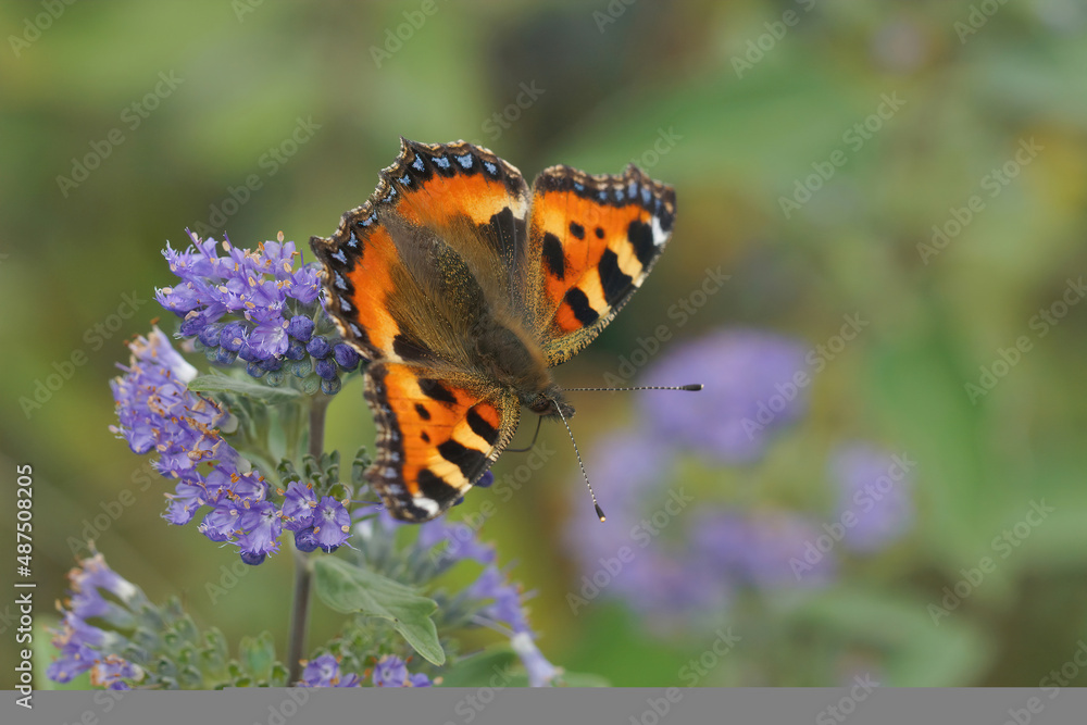 Close up on a small tortoiseshell buterfly, Aglais urticae, sitting with open wings on a blue Caryopteris incana flower Close up on a small tortoiseshell buterfly, Aglais urticae, sitting with open wings on a blue Caryopteris incana flower