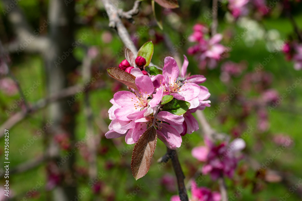 Malus profusion - crabapple pink flowers closeup. Blooming crabapples crab apples, crabtrees or wild apples Malus profusion - crabapple pink flowers closeup. Blooming crabapples crab apples, crabtrees or wild apples