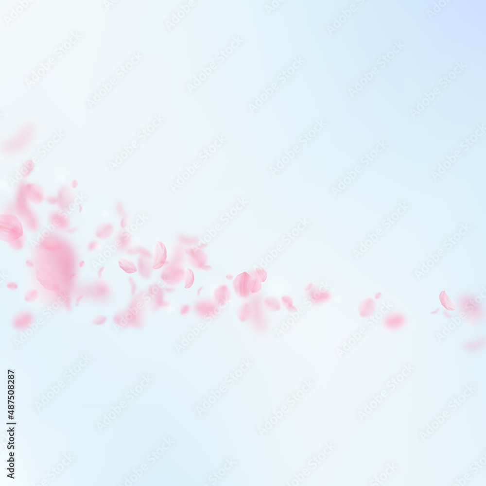 Sakura petals falling down. Romantic pink flowers comet. Flying petals on blue sky square background. Love, romance concept. Original wedding invitation.