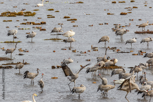 Jumping Crane in the water at a lake photo