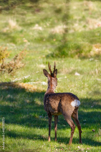 Roebuck standing and watching at a meadow