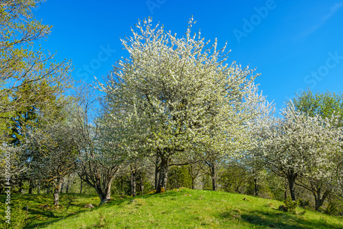 Cherry blossom at springtime at a woodland
