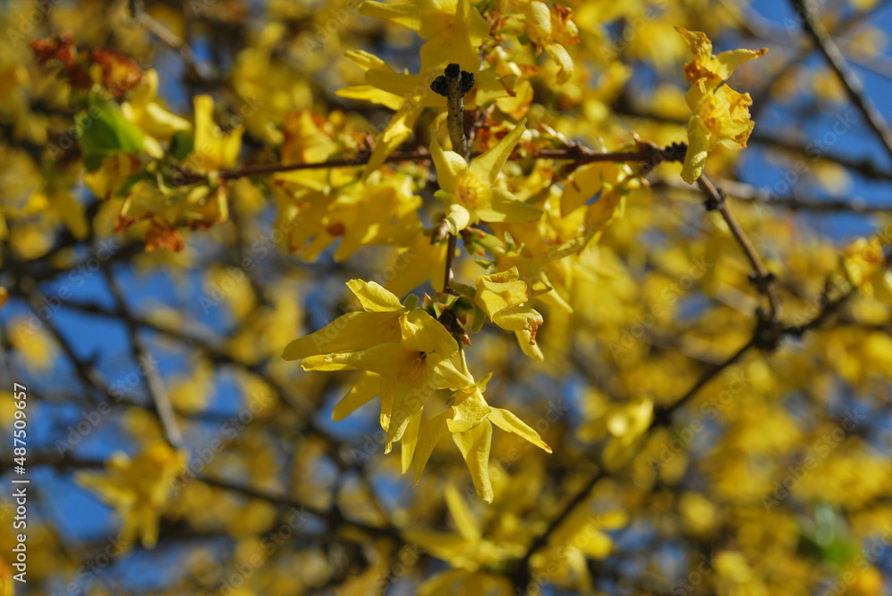 Yellow flowers on tree