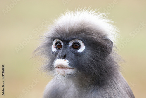 Close up of Spectacled langur, Animal background