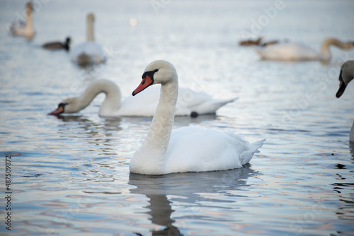 Georgeous white elegant swans bird on a foggy winter Lake.