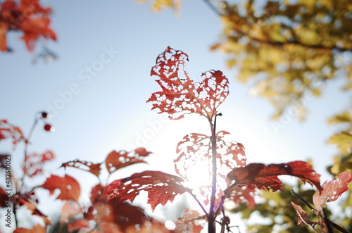 Aspen leaf beatifully eaten by aphids in a morning sunlight, autumn colors, bokeh photo