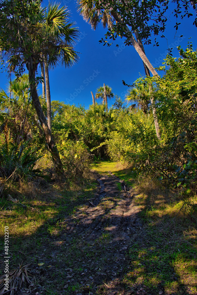 Hiking trail in Mangrove forest in Sebastian Inlet Stae Park Florida